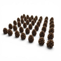 Cascadia Pine Cone Tokens – 25 or 40 Pack – Original Larger Design – Compatible with Landmarks Expansion – Board Game Upgrade