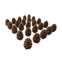 Cascadia Pine Cone Tokens – 25 or 40 Pack – Original Larger Design – Compatible with Landmarks Expansion – Board Game Upgrade